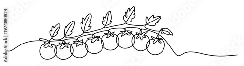 Continuous line drawing showcasing fresh tomatoes on a vine with lush leaves, perfect for food packaging, recipe blogs, healthy eating promotions, and organic grocery store branding