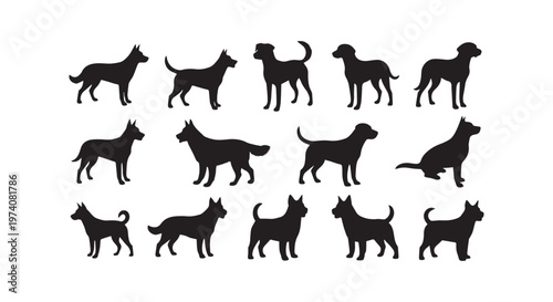 A detailed illustration of various horse breeds showcasing diversity in coat patterns and body shapes