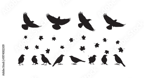A flight of birds in coordinated motion against a clean background showcasing aerial patterns and wing movements