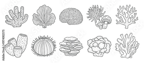Detailed black line illustrations of diverse sea life including different coral species, sea sponge, and urchin ideal for educational content, biology textbooks, or aquatic nature designs