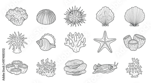 Underwater marine life collection featuring various sea creatures like corals, shells, starfish, and anemones in a detailed outline style for educational and graphic design projects