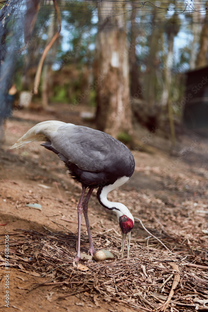 Obraz premium Crane bird nature forest wildlife feeding on ground among leaf litter, closeup portrait of a solitary adult with red head and long beak, walking in natural environment.