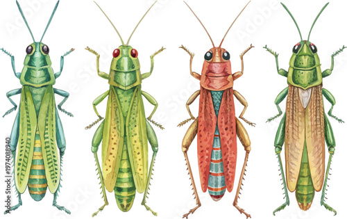 set of Watercolor Grasshopper, Garden Insect Clipart, vector illustration isolated on white background