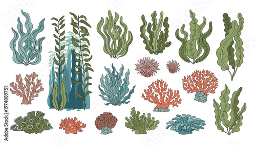 Hand drawn collection of various types of seaweeds, corals, and anemones perfect for underwater themed graphic resources and aquatic habitat illustrations.