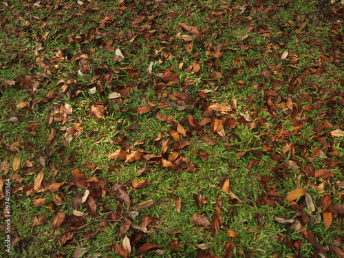 Numerous autumn leaves in warm shades scattered abundantly across a vibrant green lawn, forming a beautiful natural background texture reflecting the essence of the fall season