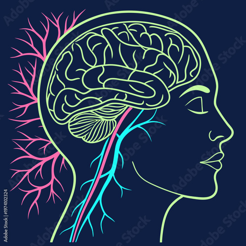 Profile silhouette of human head displaying stylized brain and vascular network, concept for intellect, knowledge, and cognitive processing.