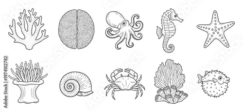 Outline drawings of diverse marine organisms coral, octopus, seahorse, starfish, sea anemone, shell, crab, and pufferfish, ideal for educational content, kids activities, and oceanthemed