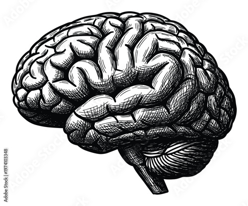 A detailed monochrome drawing of a human brain displaying complex cerebral folds, perfect for scientific research, neurological studies, educational materials, and promoting intellectual