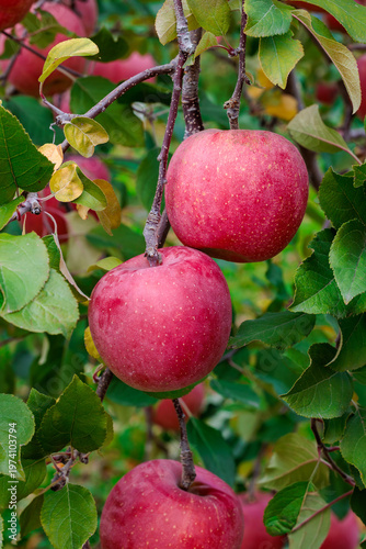 Close-up of delicious Fuji apples growing beautifully in an orchard.