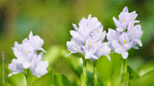 Beautiful delicate water lilies blooming in serene freshwater pond