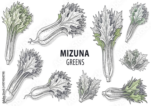 Mizuna Greens Hand-Drawn Illustration of Fresh Leafy Vegetables and Culinary Ingredients