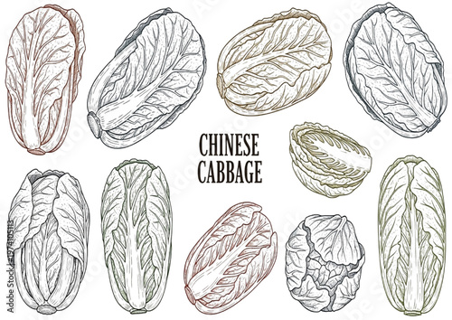 Collection of hand-drawn Chinese cabbage and napa cabbage illustrations, depicting fresh organic vegetables in a botanical sketch style