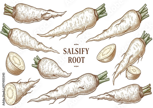 Salsify Root A Hand-Drawn Illustration of This Unique and Nutritious Vegetable