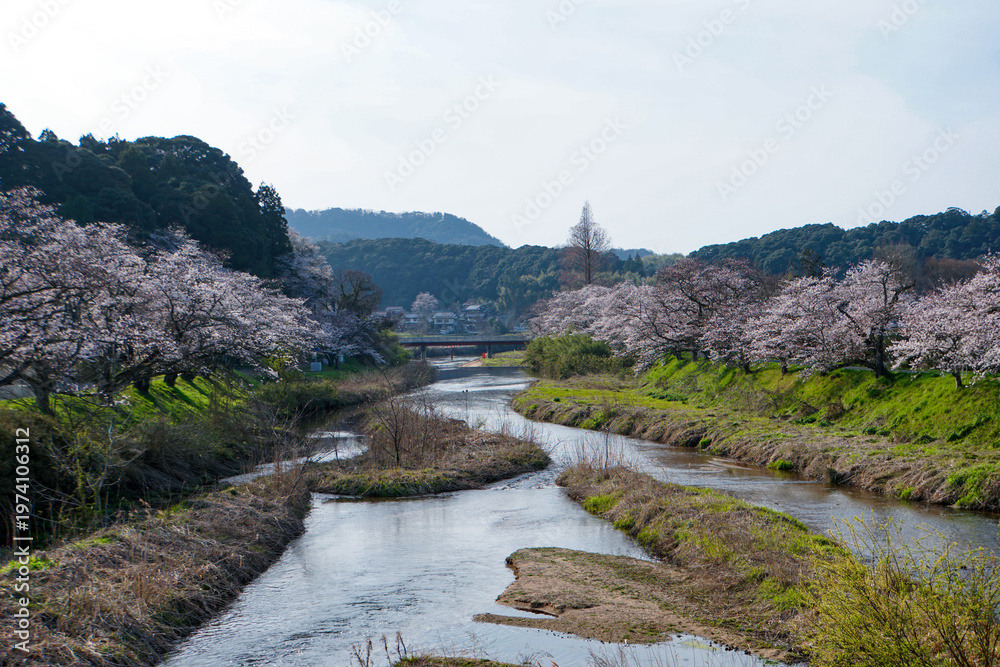 Fototapeta premium ゆったりと流れる鳥取県の法勝寺川沿いに続く、見事な桜並木