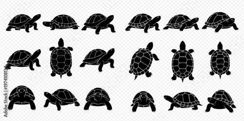 Set of black turtle and tortoise silhouettes in various poses and angles, isolated on a transparent background.