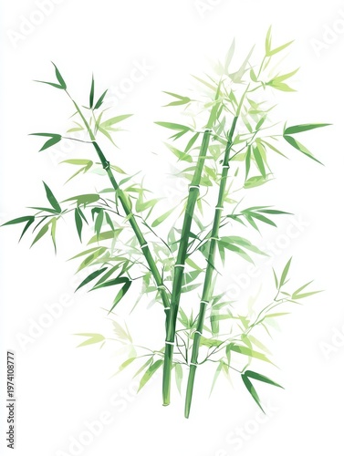 Elegant Bamboo Illustration