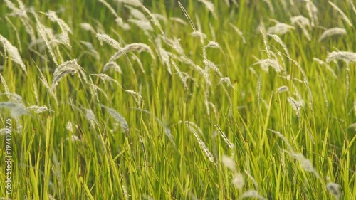 Lush Green Grass with Delicate Feathery Grass Plumes in Sunshine