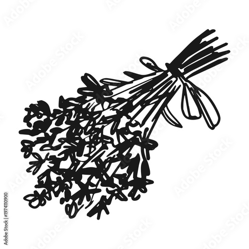 Lavender bunch with a ribbon bow vector hand drawn sketch. Illustration for organic product labels, herbal tea packaging, aromatherapy branding, and wedding invitations. Minimalist line art.