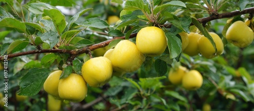 Golden delicious apples growing on tree branch in orchard