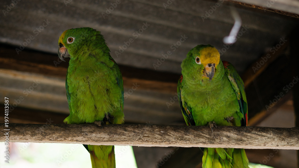 Obraz premium Green parrots perched on wooden branch in natural environmen