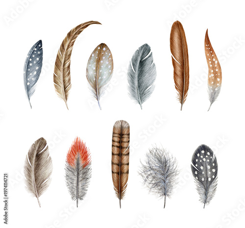 Foto Bird feathers set of various shapes and species isolated on transparent background