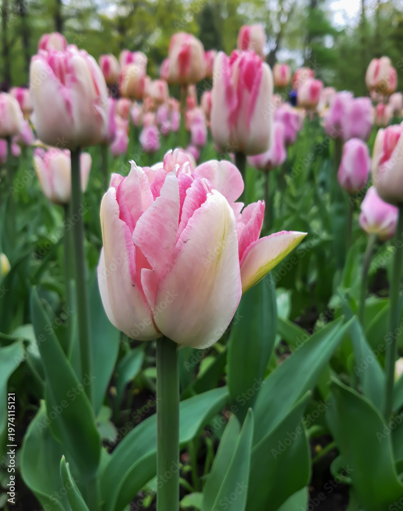 Obraz premium Beautiful white tulips with pink veins on a flower bed in spring on a mobile phone