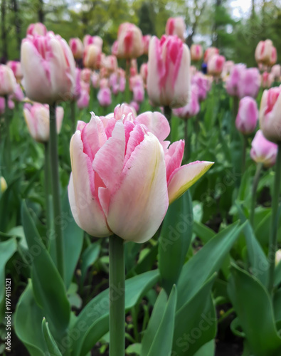 Beautiful white tulips with pink veins on a flower bed in spring on a mobile phone