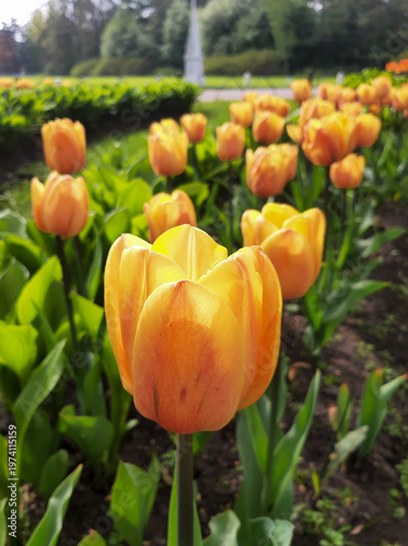 Row of blooming yellow tulips in the park