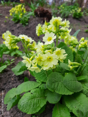 Yellow primrose on a mobile phone. Spring primroses