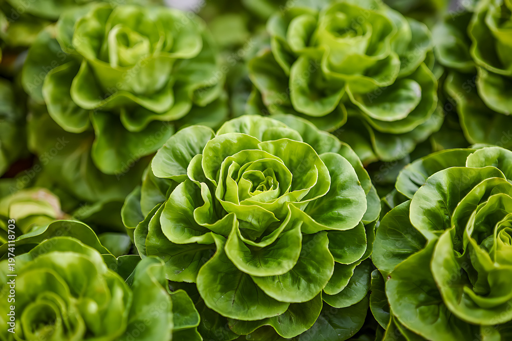 Obraz premium A close up view of several vibrant green succulent rosettes with ruffled leaves in a garden bed