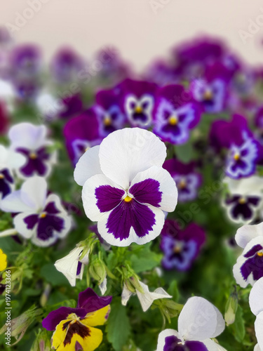 Pansies in a flowerbed. Viola on mobile phone