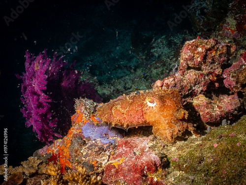 Canvas Print A cuttlefish rests on a vibrant coral reef, its textured skin blending with the colorful surroundings