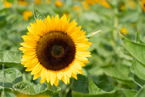 Beautiful yellow color sunflower in the agriculture farm background