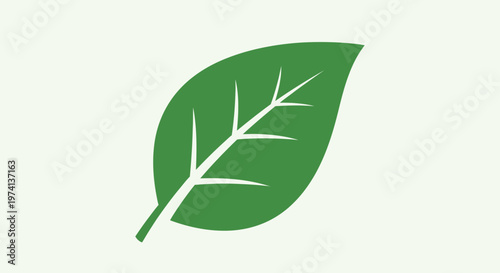 Green leaf with white veins isolated.