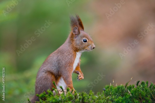 A european red squirrel sits in green moos. Portrait of a cute europen red squirrel. Sciurus vulgaris