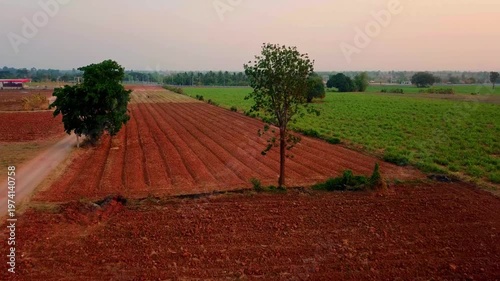 Walking a Pomeranian Dog in Warm Evening Sunlight