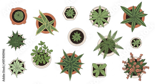 Overhead View of Assorted Potted Succulents on White Background.