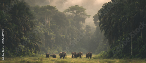 Wildlife scene in Dzanga-Sangha National Park, Central African Republic. Illustration of a forest background in the Central African Republic.
