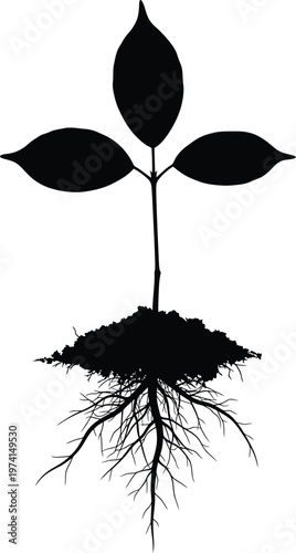 Black Plant Silhouette Growing on White Background