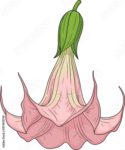 Pink datura flower blooming nature detail delicate petals bell shaped bloom botanical illustration elegant plant.