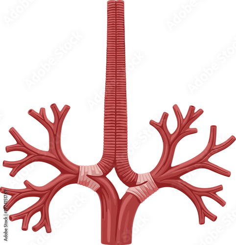 Anatomical respiratory system illustration showing trachea and bronchial tree structure in red hues.