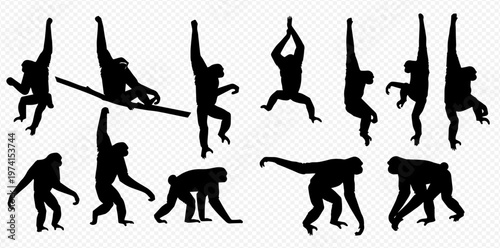 Gibbon Monkey Silhouettes Set: Various Poses of Primates in Black on White Background.