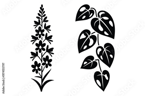 Black silhouette of flowering spike and perforated leaf vine botanical vector