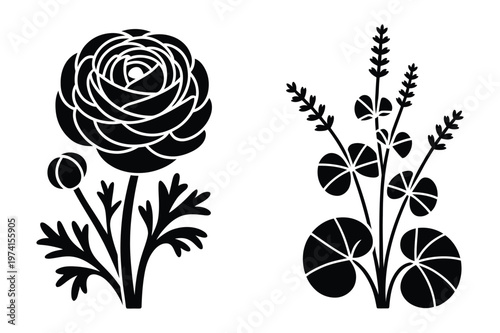 Black silhouette stencils of ranunculus flower and botanical herb plant vector