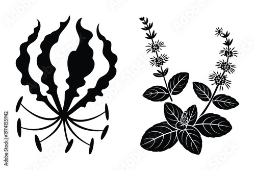 Silhouette illustration of flame lily and flowering herbal mint plant