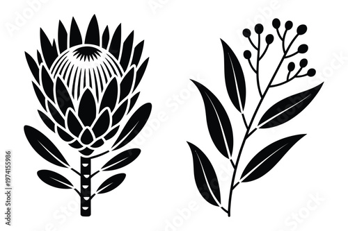 Silhouette illustration of protea flower and eucalyptus berry branch