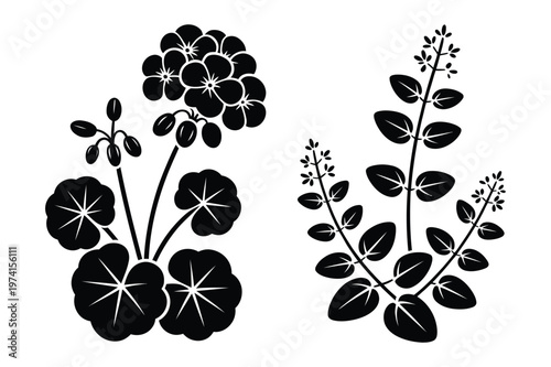 Botanical illustration set of geranium flowers and sprigs with botanical