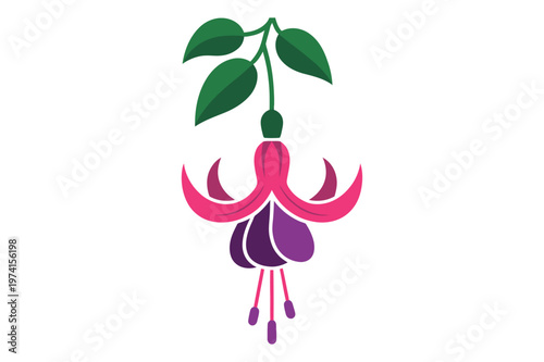 Hanging fuchsia flower with green leaves vector illustration, botanical