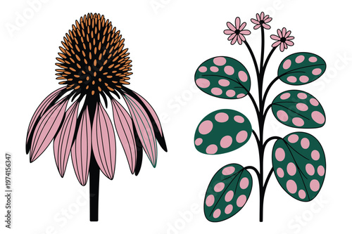 Echinacea pink flower and spotted polka dot plant vector illustration elements