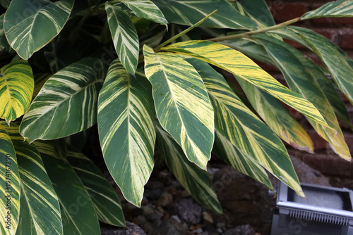 Variegated Shell Ginger (Alpinia zerumbet 'Variegata')